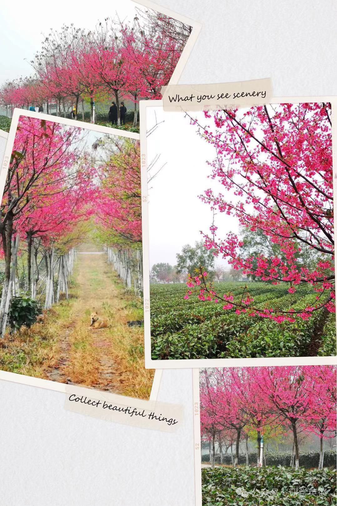 三圣红茶文化中小学生研学实践教育基地