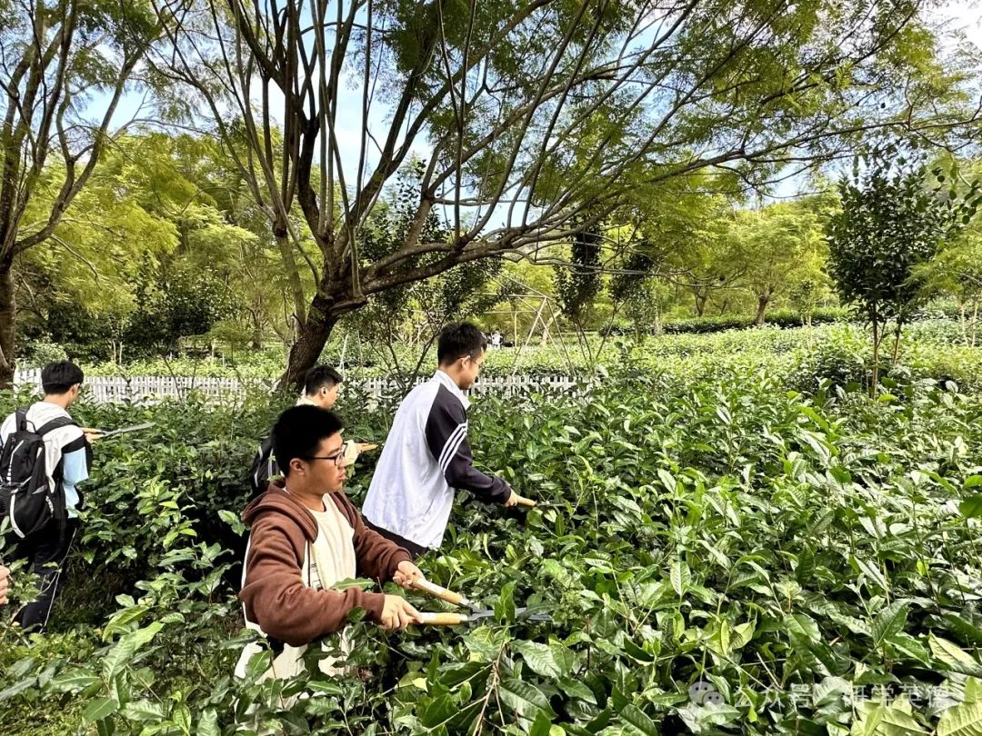 英西峰林T三有机茶园研学实践教育基地