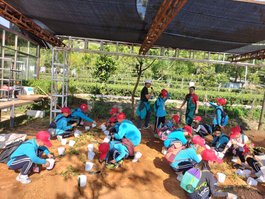英西峰林T三有机茶园研学实践教育基地