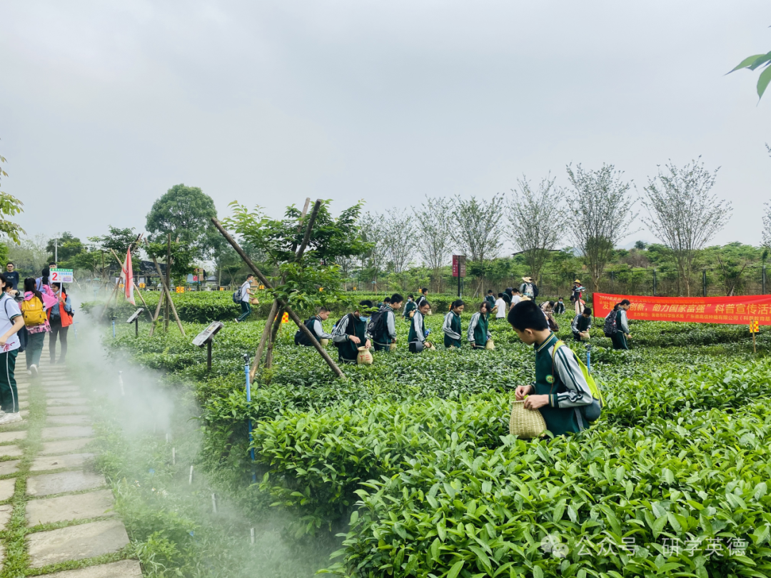 英西峰林T三有机茶园研学实践教育基地