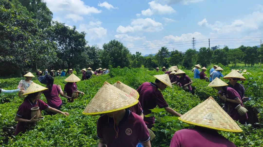 红旗茶厂中小学生研学实践教育基地