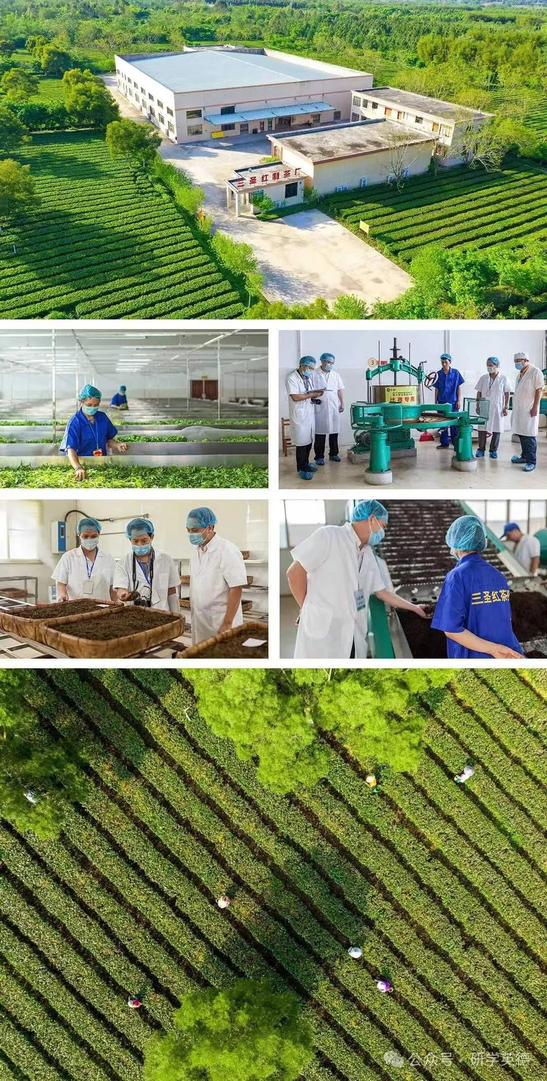 三圣红茶文化中小学生研学实践教育基地