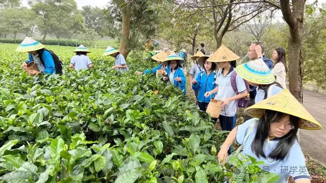 三圣红茶文化中小学生研学实践教育基地