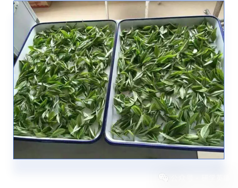 清远英石园研学实践教育基地