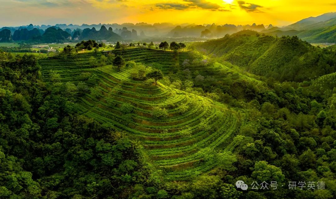英西峰林T三有机茶园研学实践教育基地