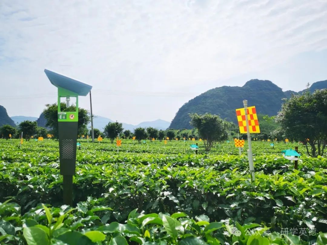 英西峰林T三有机茶园研学实践教育基地