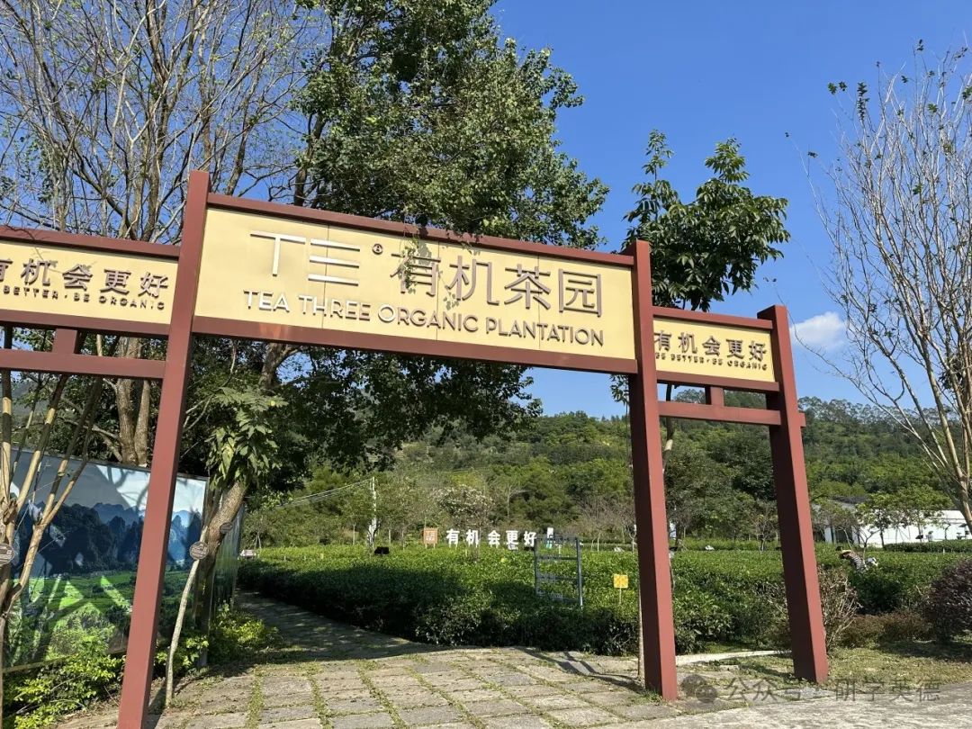 英西峰林T三有机茶园研学实践教育基地