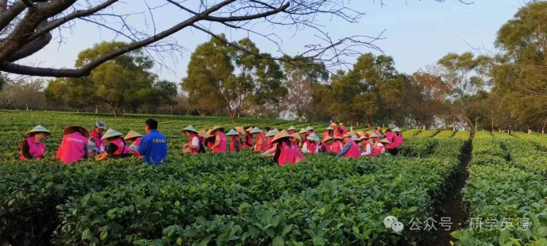 三圣红茶文化中小学生研学实践教育基地