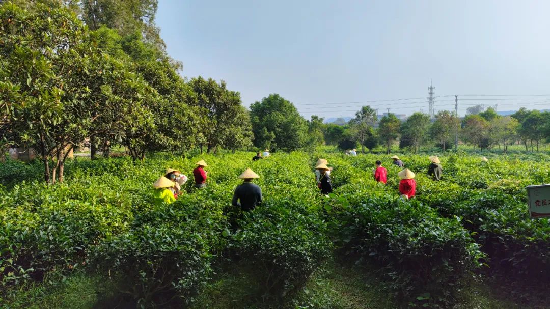 红旗茶厂中小学生研学实践教育基地