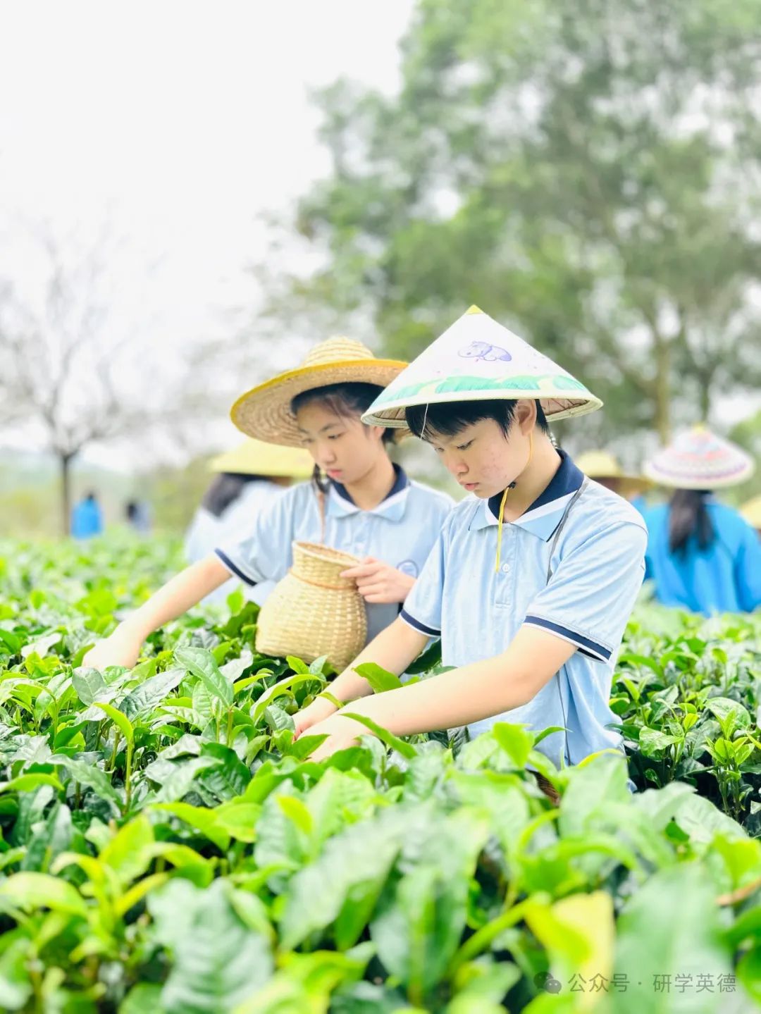 三圣红茶文化中小学生研学实践教育基地