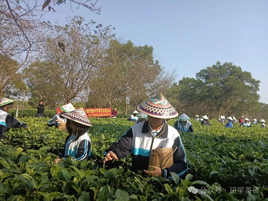 三圣红茶文化中小学生研学实践教育基地
